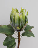 Green King Protea 23.5" - 5
