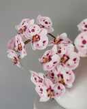 Pink Spotted Phalaenopsis Orchid 22” - 4