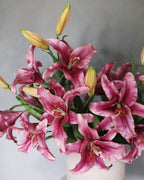 Plum Stargazer Lily 37.5" - 5
