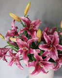 Plum Stargazer Lily 37.5" - 5