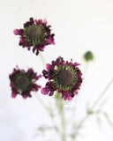 Violet Scabiosa Wildflower 29" - 5