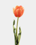 Yellow Orange Tulip 22.5" - 5