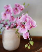 Pink Flowering Phalaenopsis Orchid 34" - 6