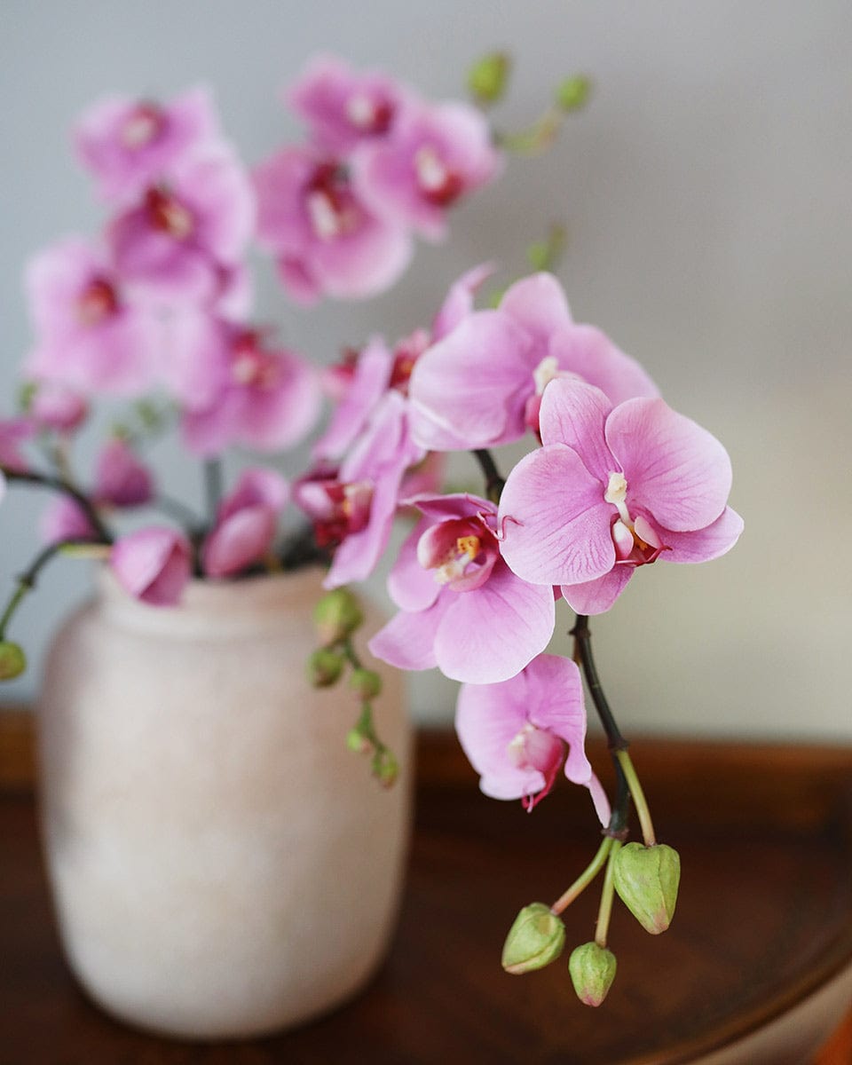 Pink Flowering Phalaenopsis Orchid 34" - 6