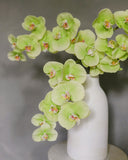 Green Phalaenopsis Orchid 33" - 6