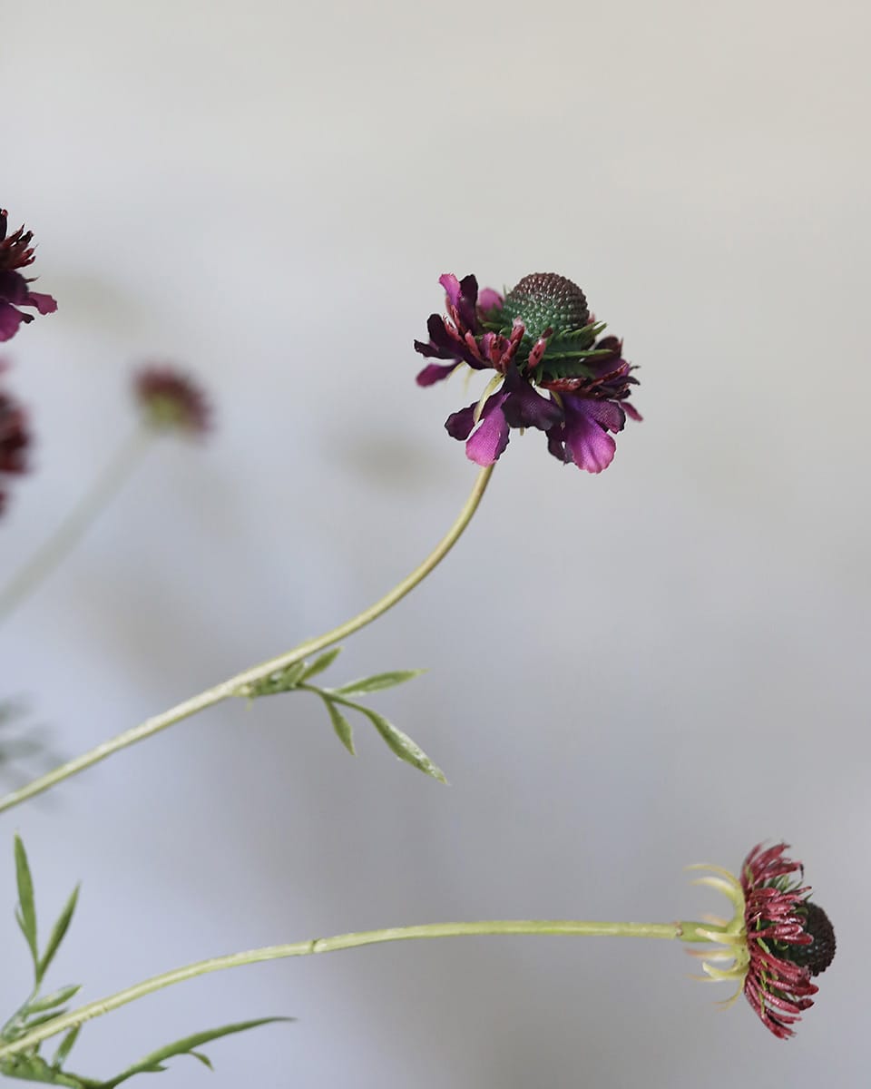 Violet Scabiosa Wildflower 29" - 6