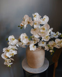 White Flowering Phalaenopsis Orchid 34" - 7