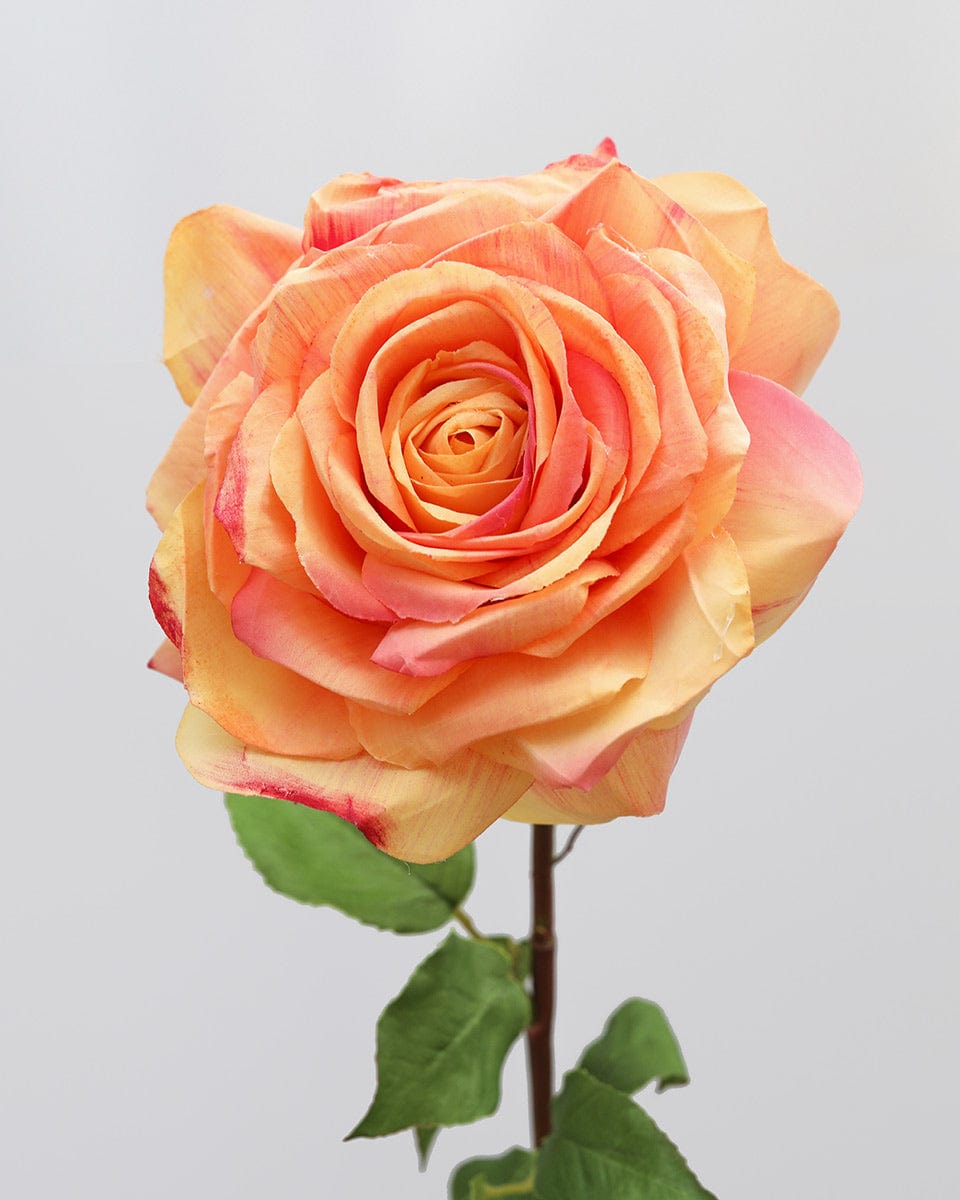 Sunset Dutchess Rose 20" - 7