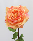 Sunset Dutchess Rose 20" - 7
