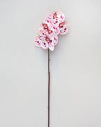 Pink Spotted Phalaenopsis Orchid 22” - 6