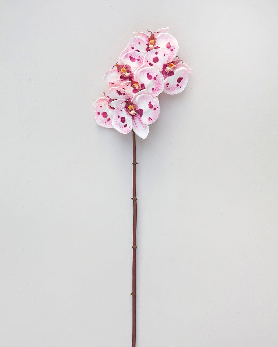 Pink Spotted Phalaenopsis Orchid 22” - 6