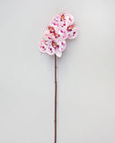 Pink Spotted Phalaenopsis Orchid 22” - 6