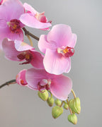 Pink Flowering Phalaenopsis Orchid 34" - 7