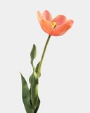 Yellow Orange Tulip 22.5" - 7