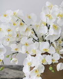 White Flowering Phalaenopsis Orchid 34" - 8