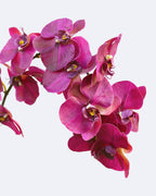 Deep Magenta Phalaenopsis Orchid 34" - 8