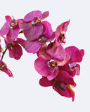 Deep Magenta Phalaenopsis Orchid 34" - 8