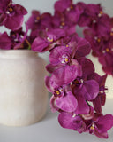 Deep Magenta Phalaenopsis Orchid 34" - 9