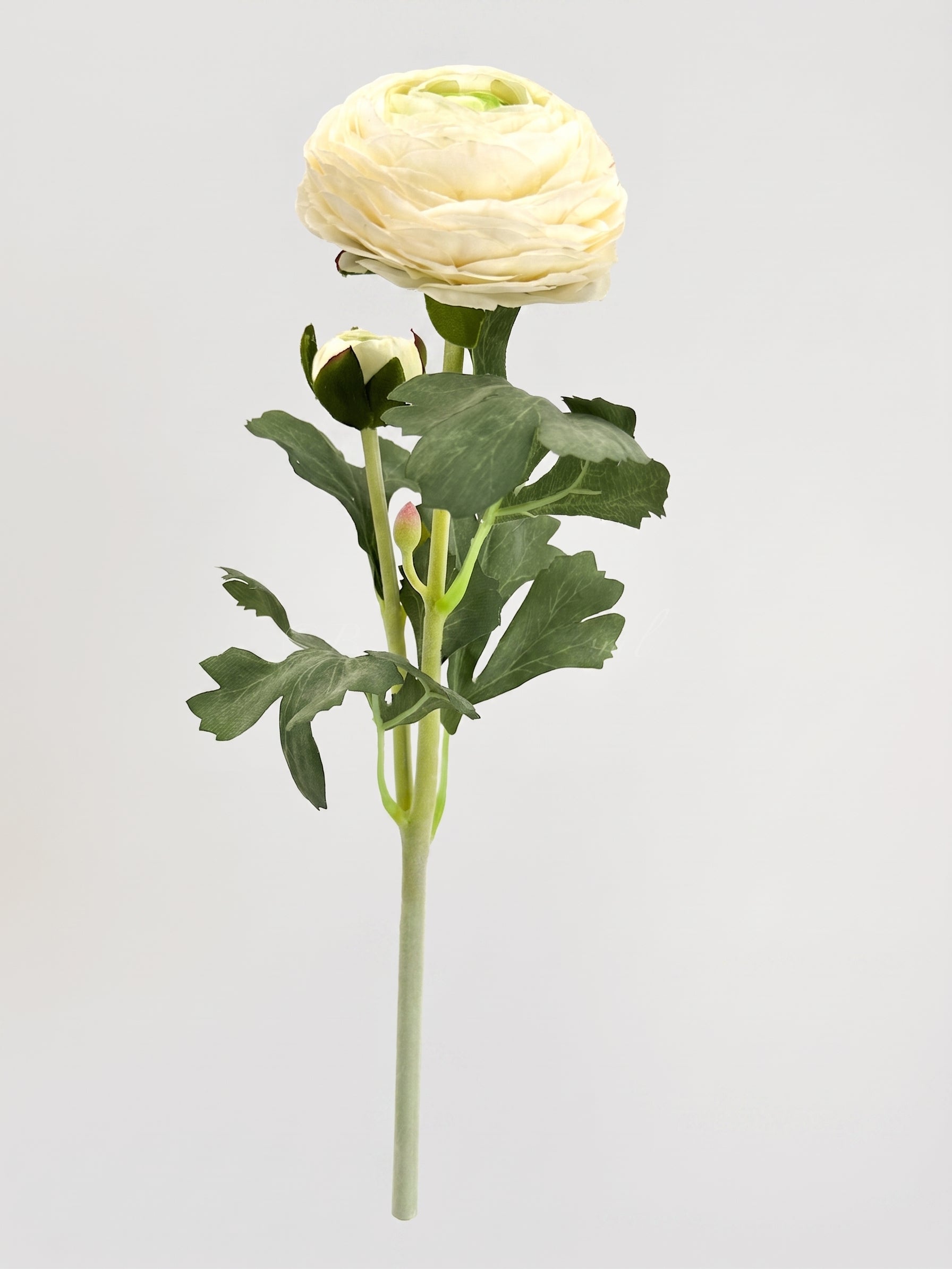 Ranunculus Stem | Realistic Faux Floral with Bud Spray - Cream White Main image