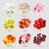 Gerbera Daisy Bouquet (Studio Edit) - 45367007707433_Gerbera_Daisy_Bouquet_Color_Range