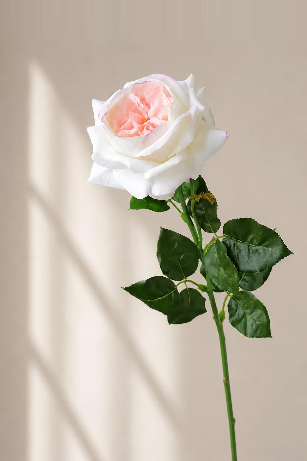 Ivory pink tipped real touch Grace English rose stem