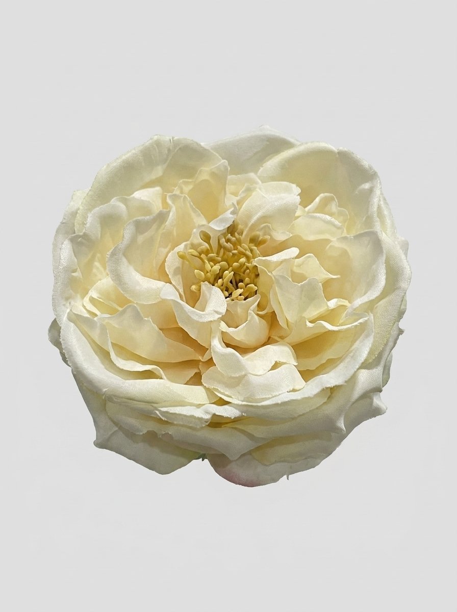 Ivory - close-up