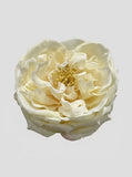 Ivory - close-up