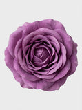 Mauve Purple - close-up