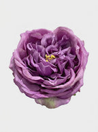 Violet Purple - close-up