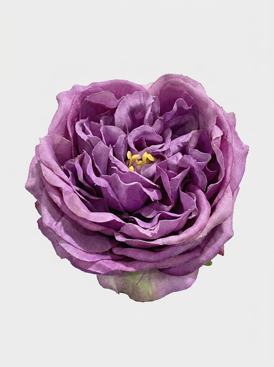 Violet Purple - close-up