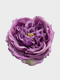 Violet Purple - close-up