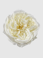 Ivory White - close-up