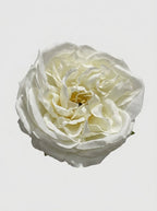 White - close-up