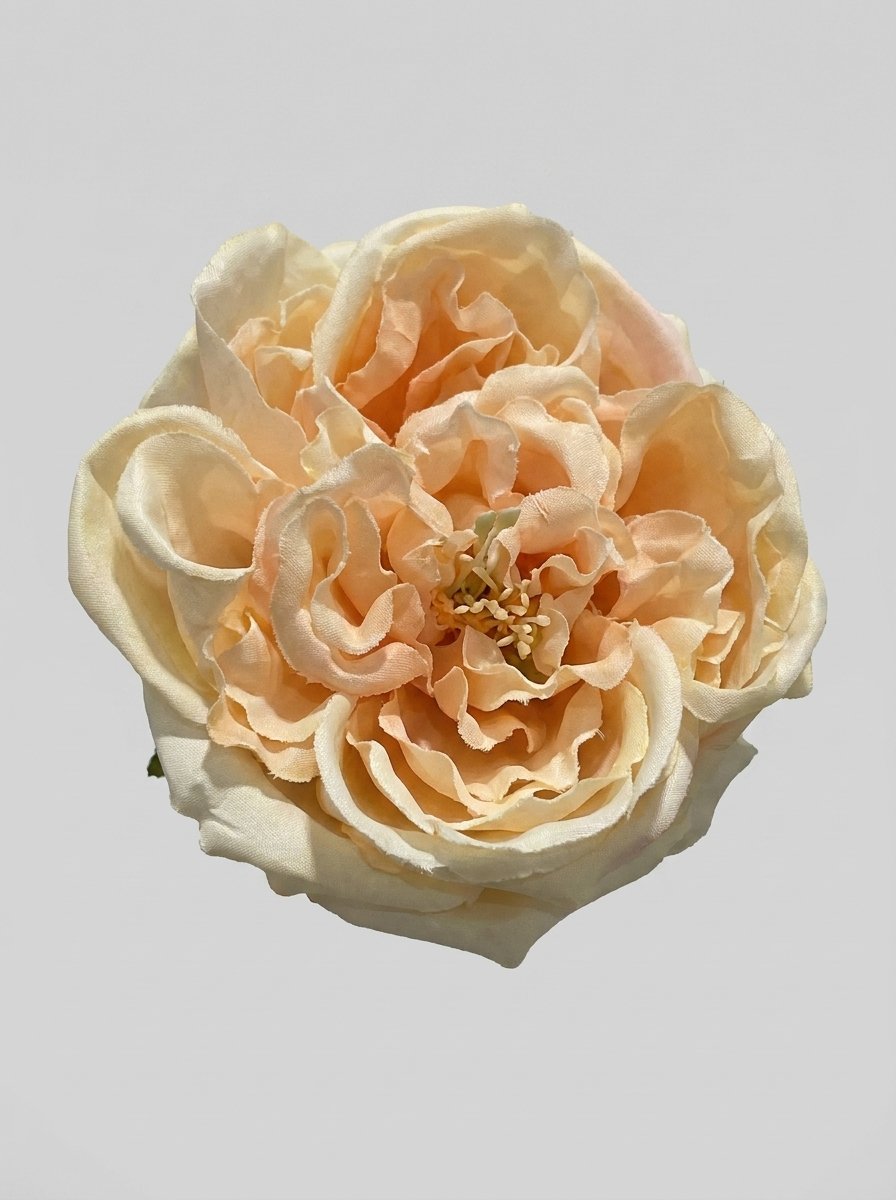 Champagne Peach - close-up