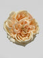 Champagne Peach - close-up