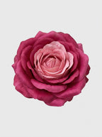 Magenta - close-up