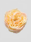 Soft Butter - close-up