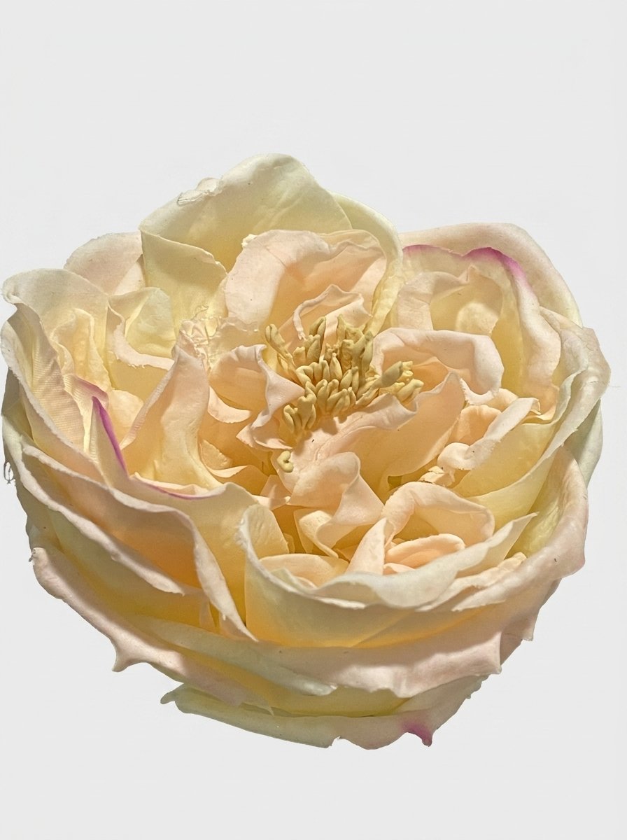 Champagne Blush - close-up