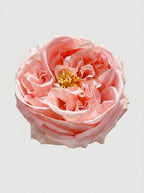 Blush Pink - close-up