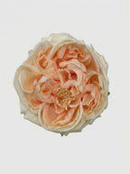 Peach Blush - close-up