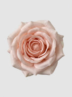 Champagne Ivory - close-up
