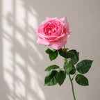 Sweet pink real touch Grace English rose stem