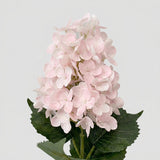 Real Touch Pointy Hydrangea Single Stem - Pink (closeup edited)