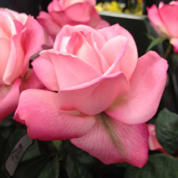 What are Real Touch Artificial Flowers Flovery