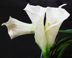 Real Touch White Calla Lily Round Glass Arrangement - Flovery